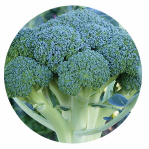 cavolo broccolo produzione